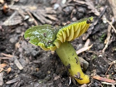 Gliophorus
