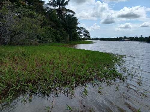 Image of Paspalum repens by (c) Martha Lucia Ortiz-Moreno, some rights reserved (CC BY)
