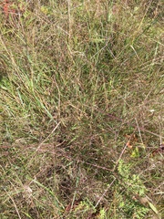 Digitaria cognata
