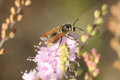 Brachygastra mellifica