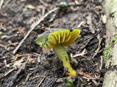 Gliophorus