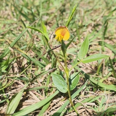 Zornia dyctiocarpa