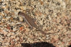 Urosaurus nigricauda