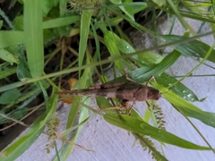 Trimerotropis latifasciata