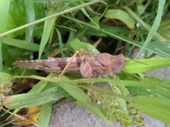 Trimerotropis latifasciata