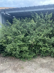 Malpighia glabra