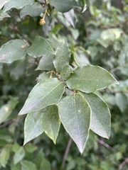 Malpighia glabra