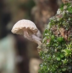 Mycena meliigena