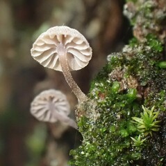 Mycena meliigena