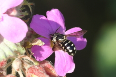Dianthidium
