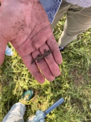 Ambystoma macrodactylum