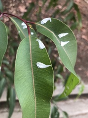 Eucalyptolyma maideni