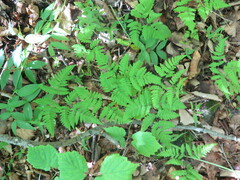 Gymnocarpium jessoense