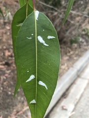Eucalyptolyma maideni