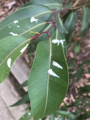 Eucalyptolyma maideni