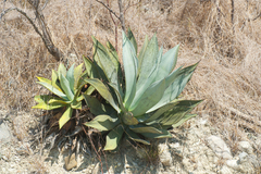 Agave albescens