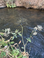 Cicuta douglasii