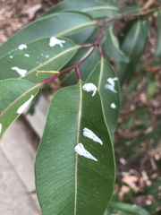 Eucalyptolyma maideni