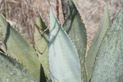 Agave albescens