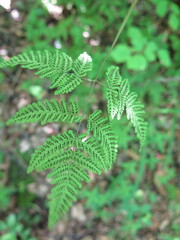 Gymnocarpium jessoense