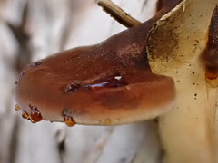 Postia pelliculosa
