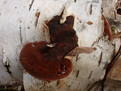 Postia pelliculosa