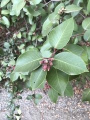 Rhus integrifolia × ovata