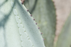 Agave albescens