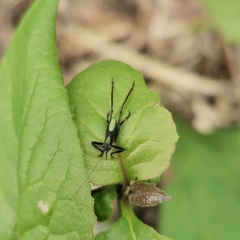 Ruidocollaris truncatolobata
