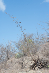 Agave albescens