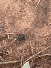 Phyllophaga cribrosa