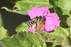 Anthophorula