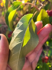 Malus