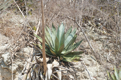 Agave albescens