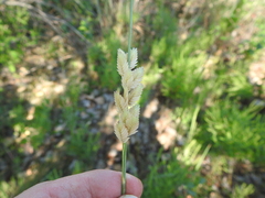 Eragrostis superba