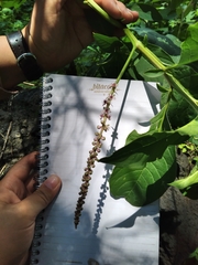 Phytolacca icosandra