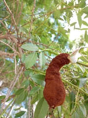 Ravenelia platensis