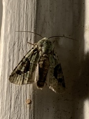 Lacinipolia implicata