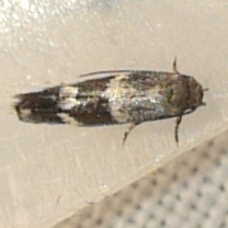 Elachistidae