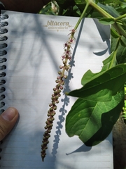 Phytolacca icosandra