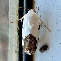 Tarache tetragona