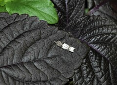 Notocelia rosaecolana