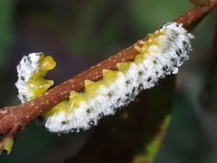 Macremphytus tarsatus