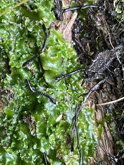Pallavicinia lyellii
