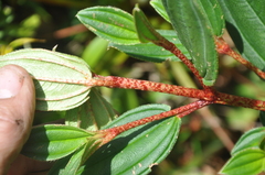 Melastomeae