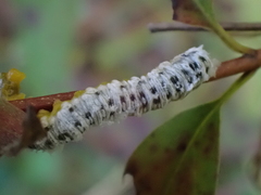 Macremphytus tarsatus