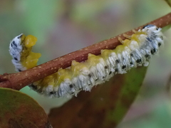 Macremphytus tarsatus