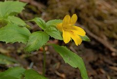 Erythranthe dentata