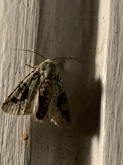 Lacinipolia implicata