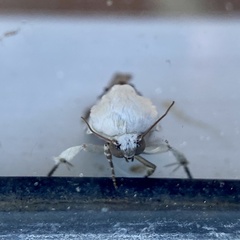 Tarache tetragona